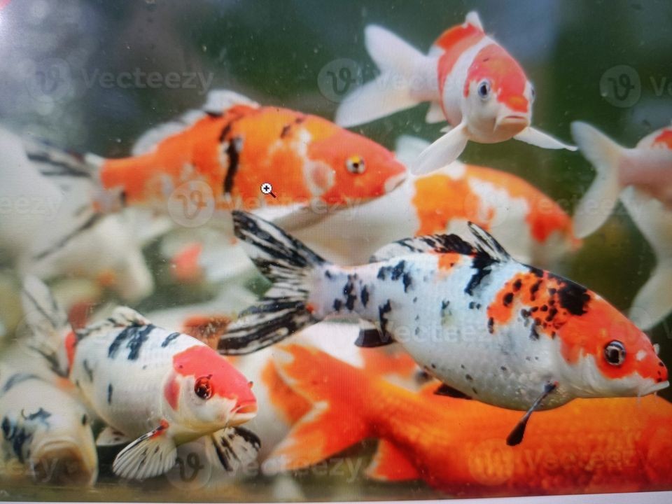A colorful school of vibrant koi fish swimming peacefully in their aquatic environment.